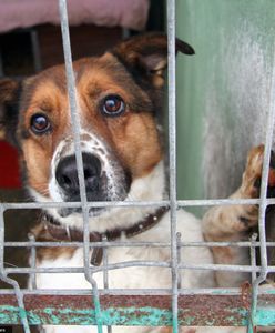 Schronisko w Józefowie jest likwidowane? To kłamstwo, które od lat krąży w internecie