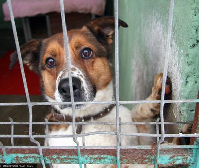 Schronisko w Józefowie jest likwidowane? To kłamstwo, które od lat krąży w internecie