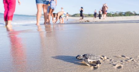 Miliony żółwi na meksykańskich plażach. Prawdziwa walka o przetrwanie
