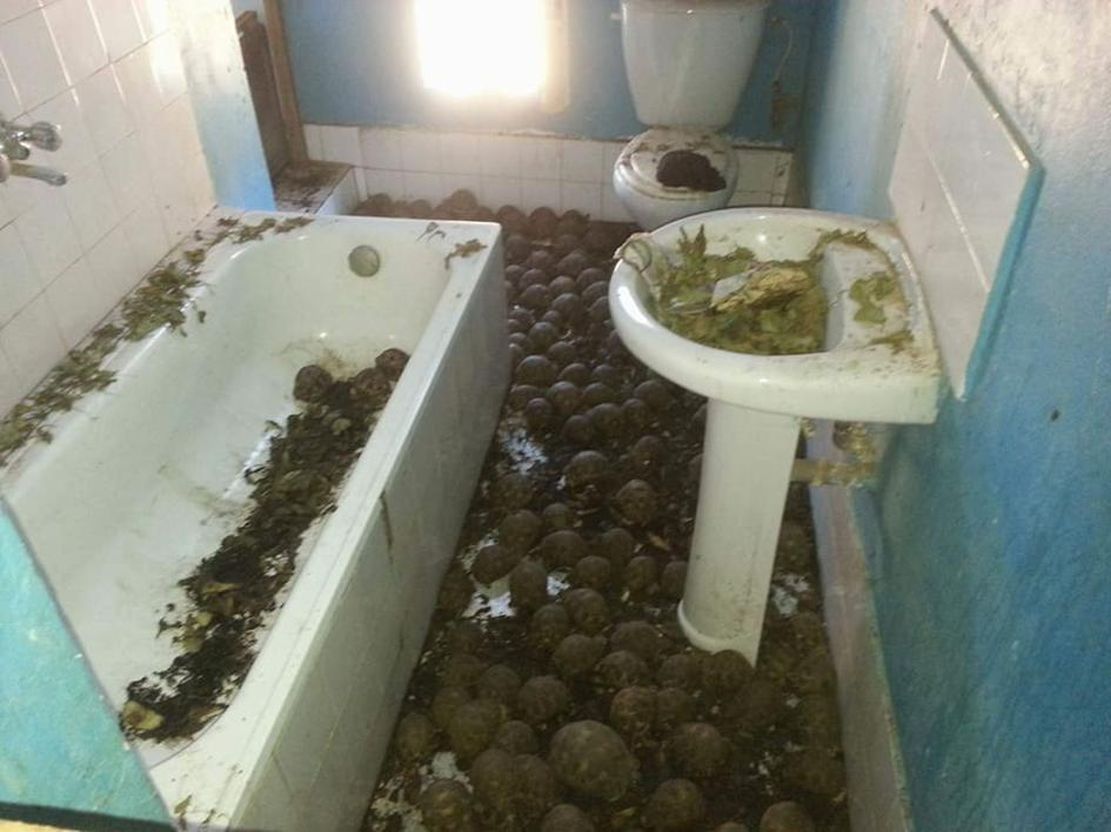 Znaleźli 10 tys. porwanych żółwi.  Do "dziupli" zaprowadził ich smród