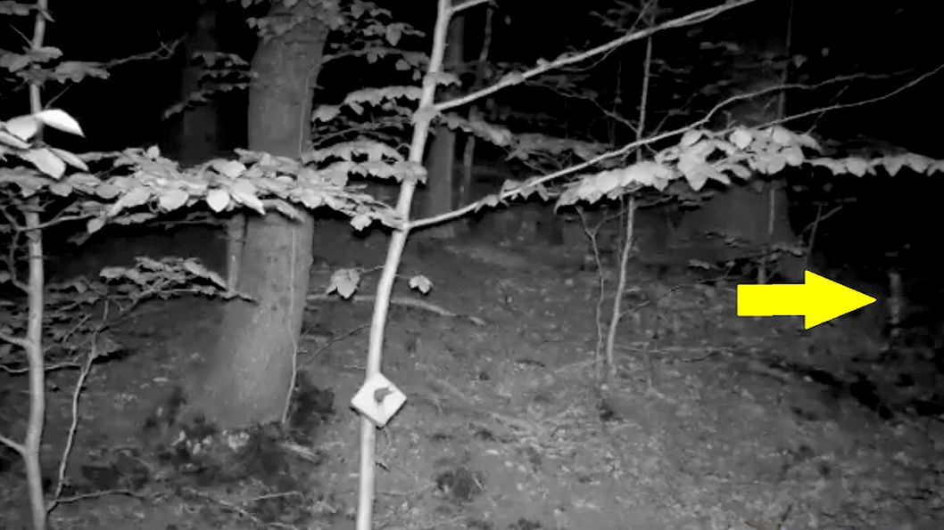 Dziwne nagranie z Gór Sowich.