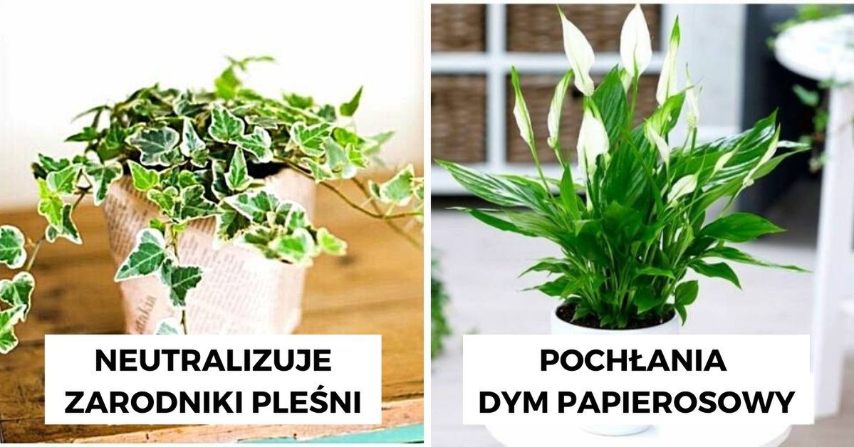 20 roślin domowych, które nie tylko efektownie wyglądają, ale także roztaczają dobrą aurę