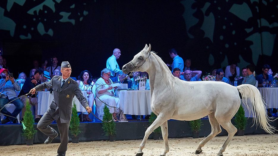 Aukcja Pride of Poland kiedyś była wizytówką Polski.Sytuacja zmieniła się od 2016 roku