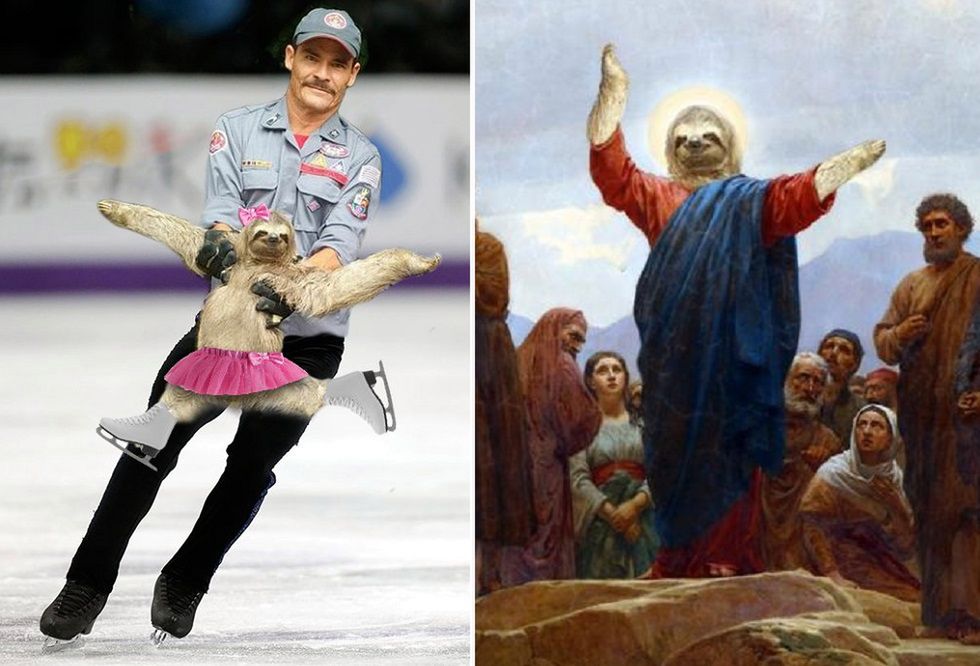 Leniwiec, który został gwiazdą