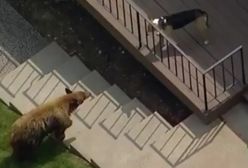 Los Angeles: nieoczekiwany rezultat starcia niedźwiedzia z psem