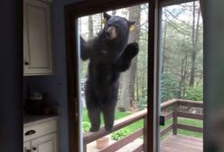 Niedźwiedź próbował dostać się do ich domu. Byli przerażeni