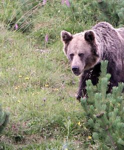 Tatry. Turyści uciekali przed niedźwiedziem