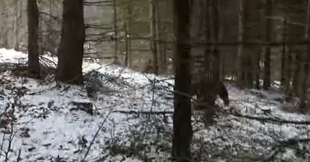 Niedźwiedź zaskoczył leśnika. Na filmie słychać krzyki