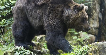 Safari nad Wisłą. Niebezpieczne zwierzęta w pobliżu naszych domów