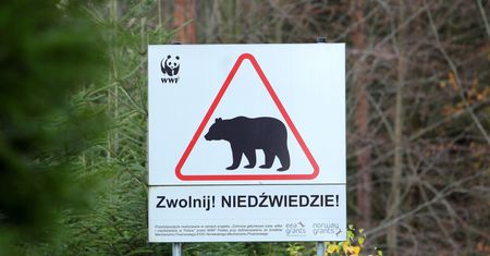 Niedźwiedź zaatakował człowieka. Mężczyznę zabrała karetka