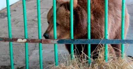 Niedźwiedzica siedziała w więzieniu dla ludzi. Wyszła po 15 latach
