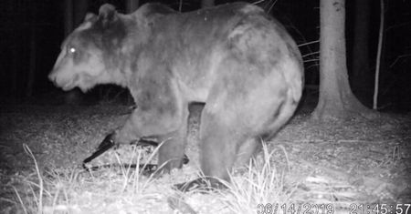 Puszcza Białowieska. Pierwszy taki przypadek od ponad pół wieku