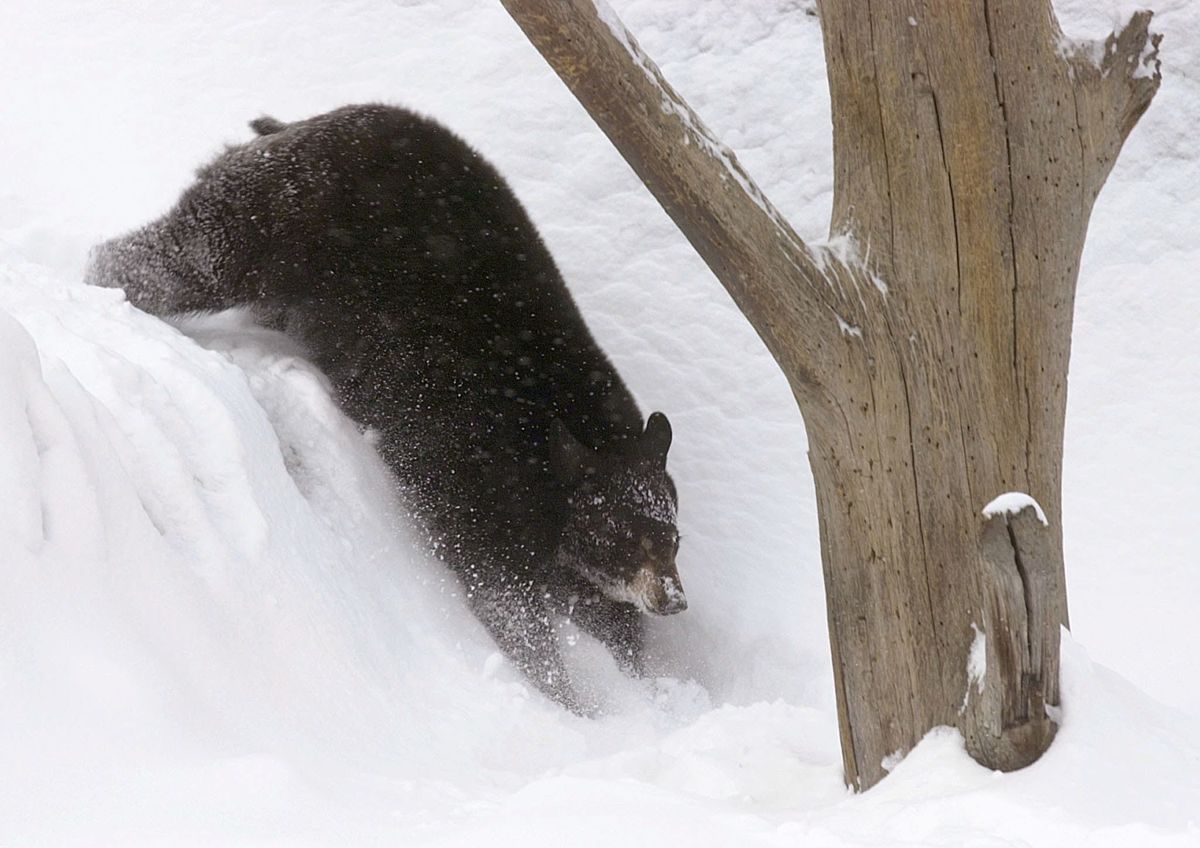 Niedźwiedź pod Tarnowem. Leśnicy ostrzegają