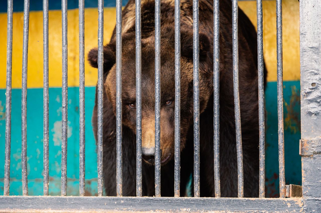 Cyrkowy niedźwiedź zaatakował tresera. Ledwo odciągnęli rozwścieczone zwierzę