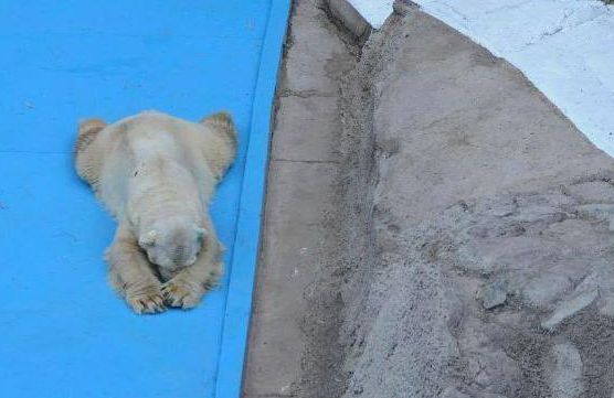 Czy uważasz, że zoo to dobre miejsce dla zwierząt?