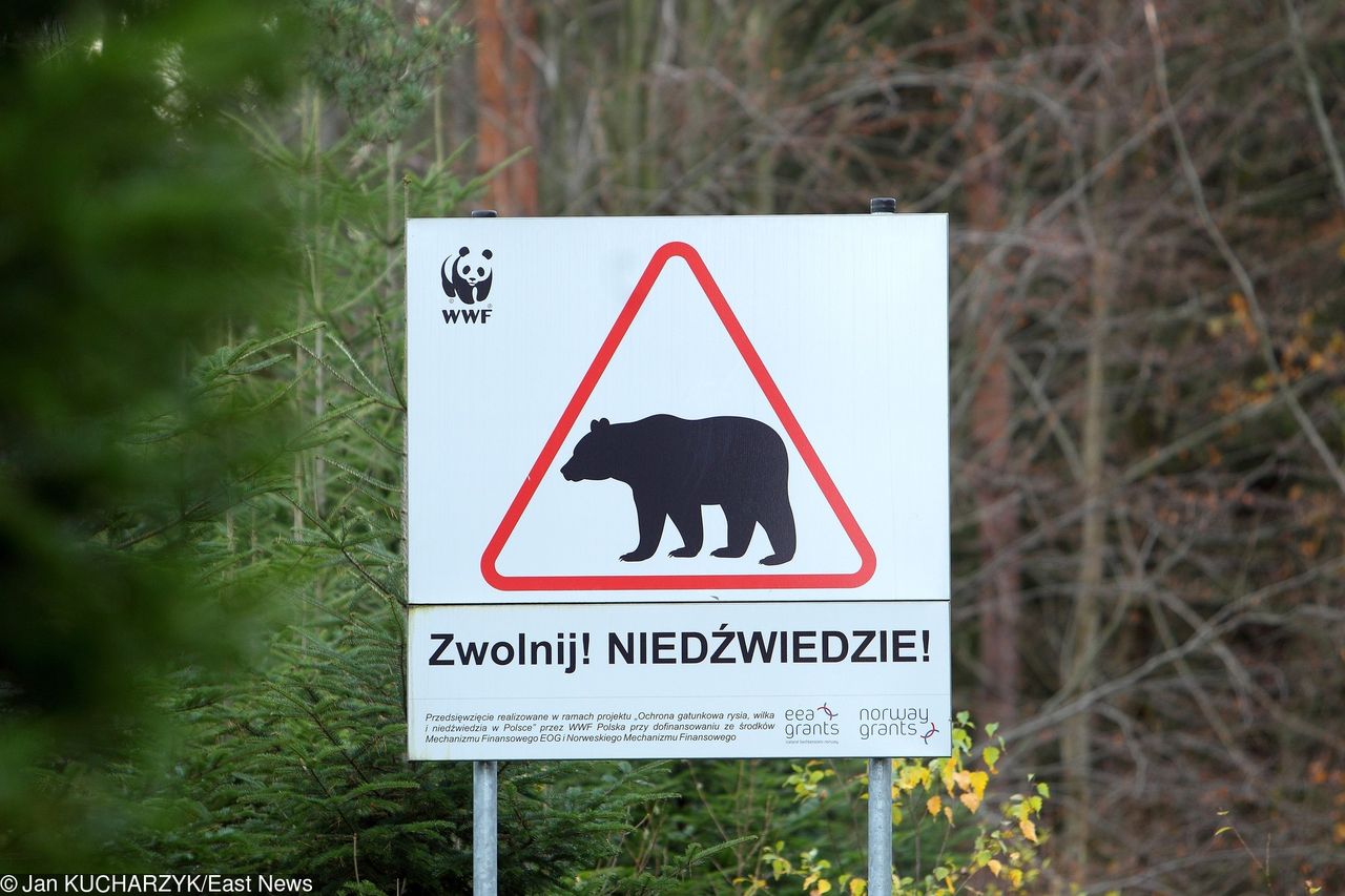 Atak niedźwiedzia w Bieszczadach. Pan Stanisław: ugryzł mnie w ramię