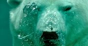 Wyginą do 2050 roku. Nowe zagrożenie dla niedźwiedzi polarnych