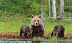 Bieszczady. Niedźwiedzia rodzina znów uwieczniona na filmie