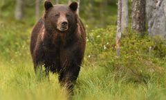 Gorce. Grzybiarz znalazł zwłoki młodego niedźwiedzia. Znana przyczyna śmierci
