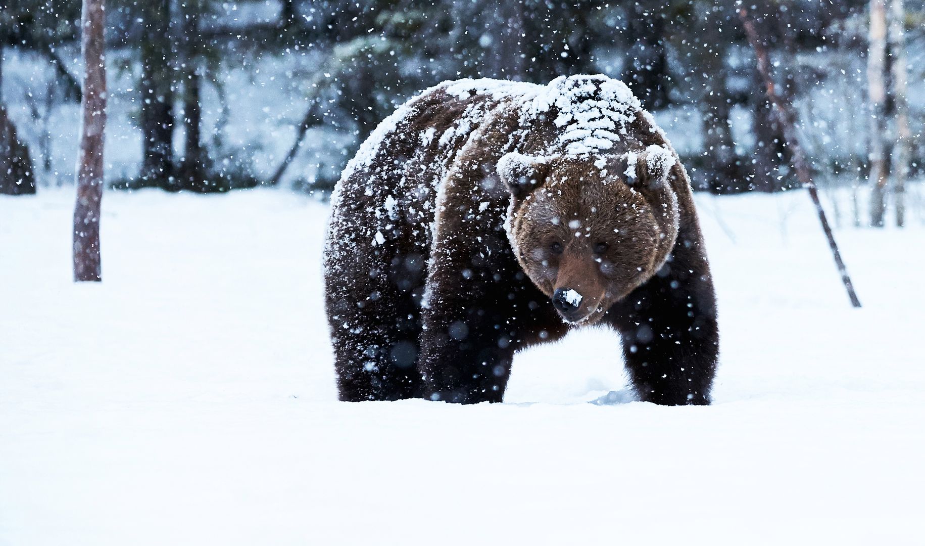 Atak niedźwiedzia w Bieszczadach. Turysta cudem uniknął śmierci
