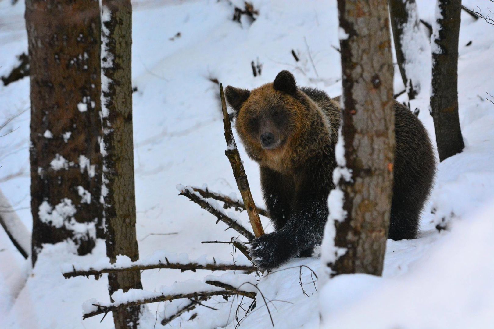 Na Podkarpaciu od początku lat 70. XX w. ponad sześciokrotnie wzrosła liczba niedźwiedzi. Jest ich teraz ok. 200