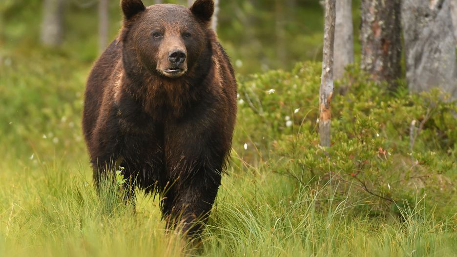 Gorce. Na zwłoki martwego młodego niedźwiedzia natknął się grzybiarz
