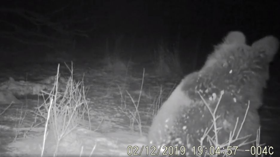 Złapany w fotopułapkę niedźwiedź wieczorową porą. Dosłownie słaniał się na łapach
