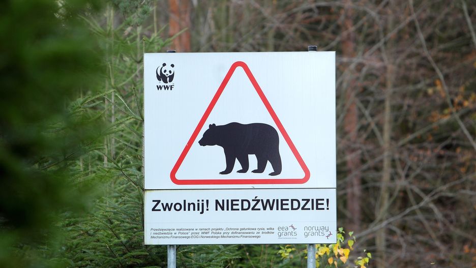 Zaatakowany przez niedźwiedzia trafił do szpitala