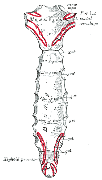 Schemat budowy mostka człowieka 