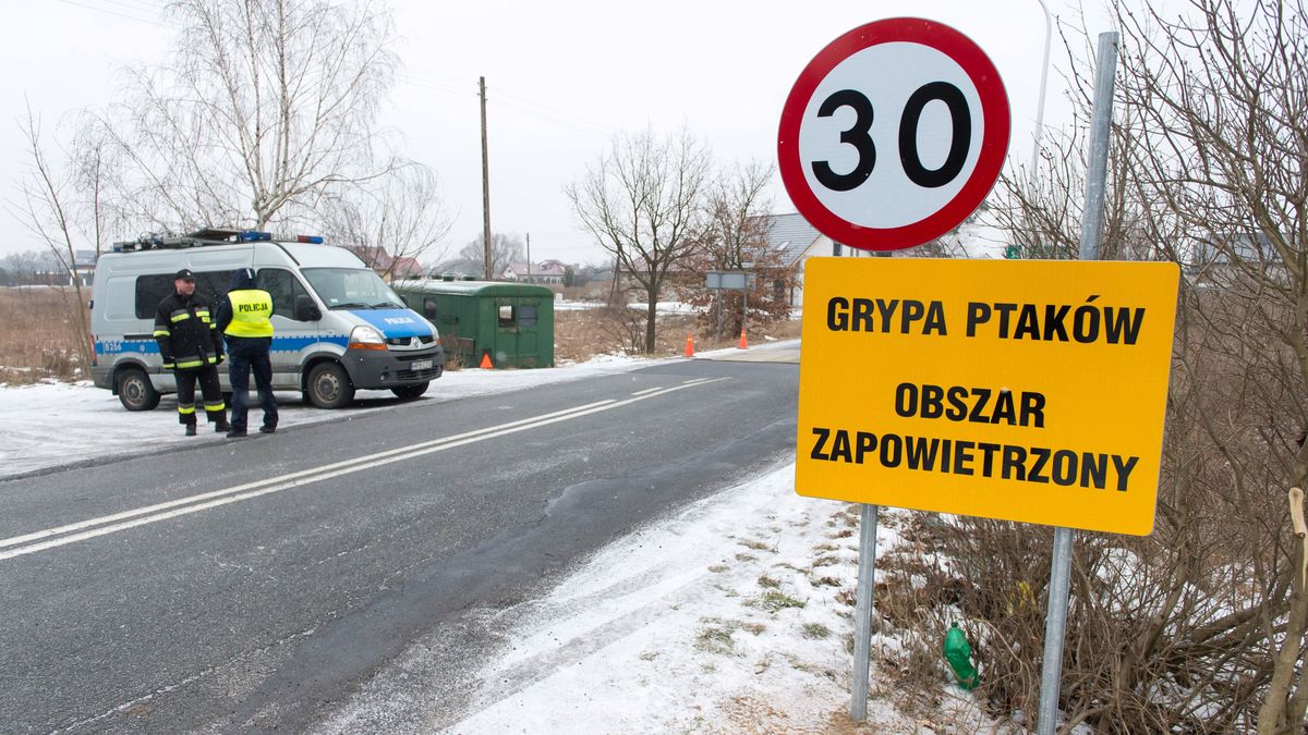 31 grudnia potwierdzono pierwsze w 2019 r. ognisko grypy ptaków podtypu H5N8 w gospodarstwie hodującym indyki w woj. lubelskim.
