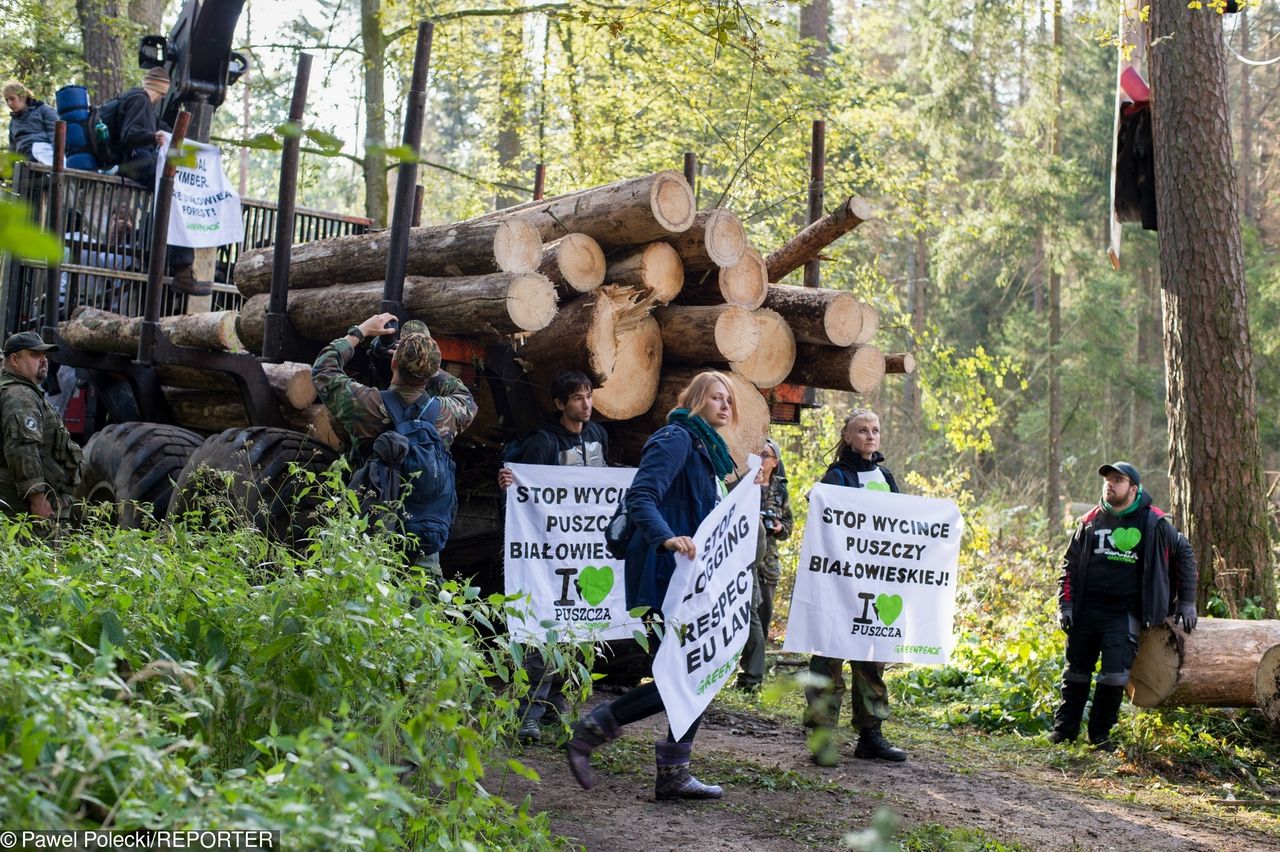 Las Bawarski jak Białowieża. "Hodujesz korniki, ty świnio”