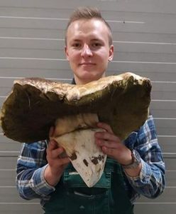 Borowik - gigant. Olbrzymi grzyb znaleziony w Wielkopolsce