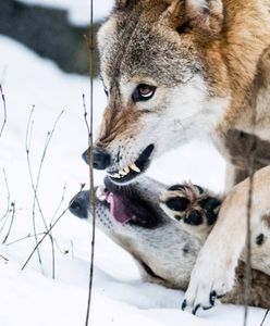 Hodowca: atak wilków, zagryzły 17 danieli