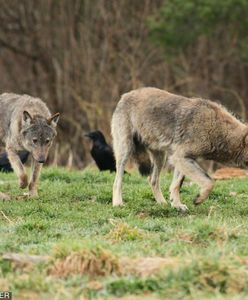 Miasteczko chce odstrzału wilków. "Psychoza rośnie. Dzieci mają zakaz wchodzenia do lasu"