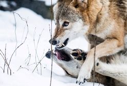 Hodowca: atak wilków, zagryzły 17 danieli