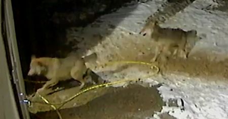 Nagrali atak wilków na psy gospodarskie. Polują na Mazowszu