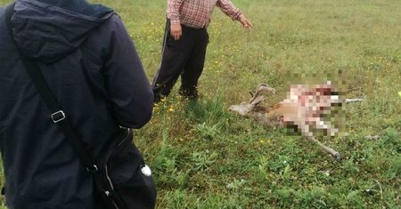 Wilki zaatakowały w Wielogłowach na Pomorzu. Wataha zagryzła jelenia w zagrodzie