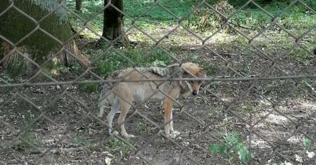 Turystka krytykuje rezerwat w Białowieży. Dyrektor odpowiada na jej zarzuty