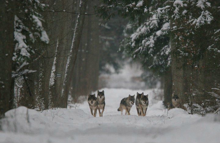 Wataha wilków w Puszczy Białowieskiej