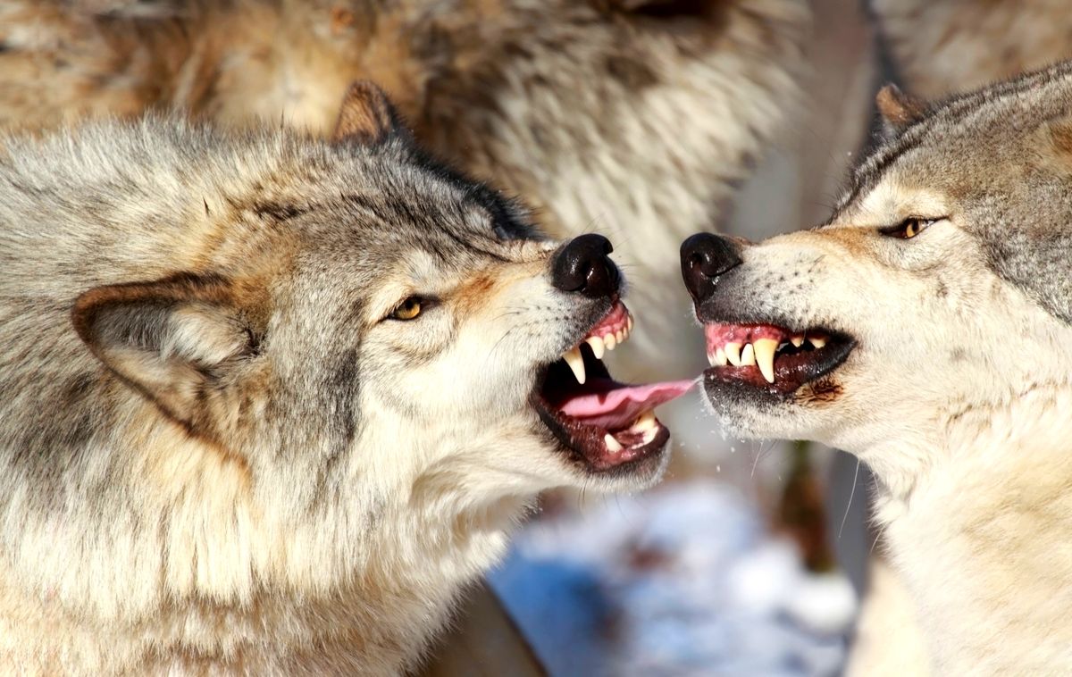 Zapytaliśmy ekspertów, czy wilki zagrażają turystom w Bieszczadach. Są wyjątkowo zgodni