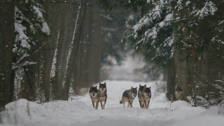 Wataha wilków w Puszczy Białowieskiej