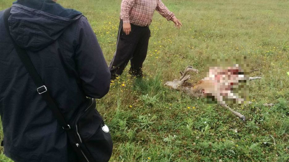 W okolicach Słupska, Ustki, Łeby i Słowińskiego Parku Narodowego bytują dwie lub trzy watahy