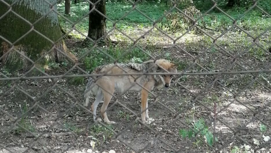 Jeden z wilków w rezerwacie w Białowieży