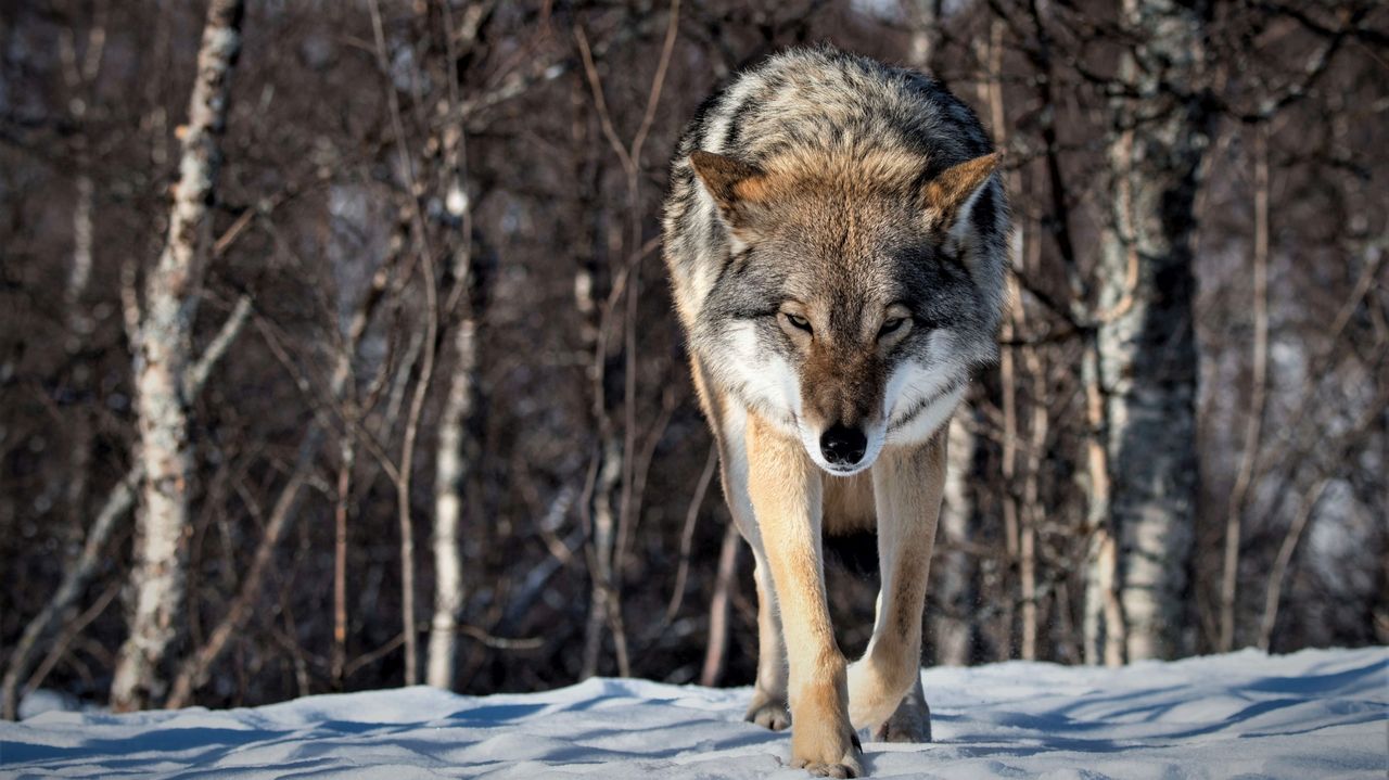 Marcin Dorociński idzie tropem wilka