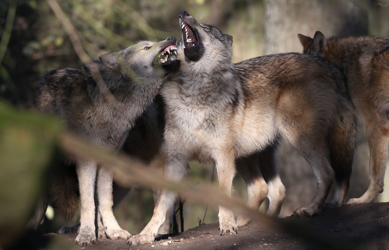 Trzylatek pogryziony przez wilka w ZOO