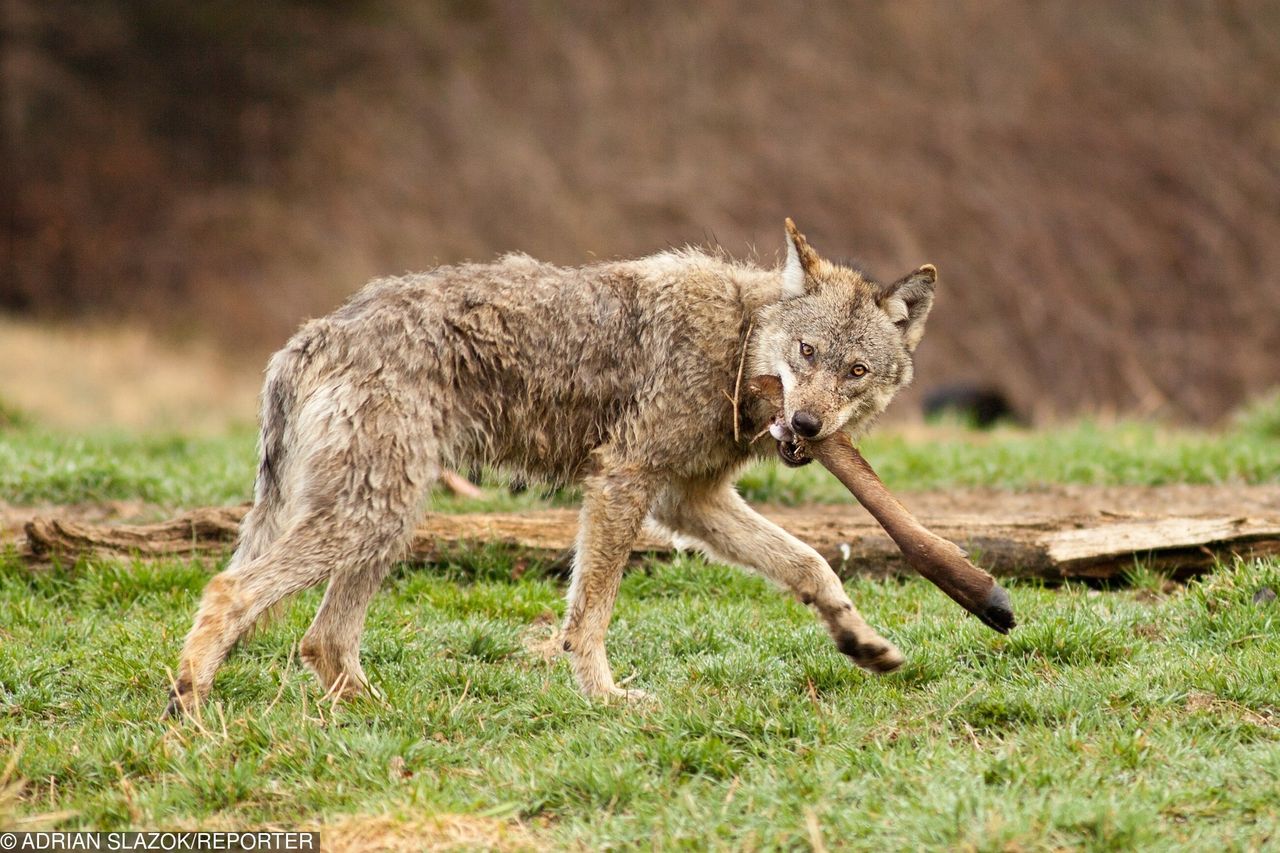 Nowa teoria w sprawie wilka z Bieszczad. Był karmiony, aby fotografowie pstrykali zdjęcia