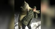 Rosja. Wilk wielkości człowieka zastrzelony