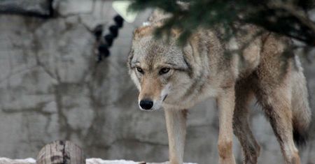 Prowadził wilka na smyczy. Mężczyzna przyszedł z nim do urzędu