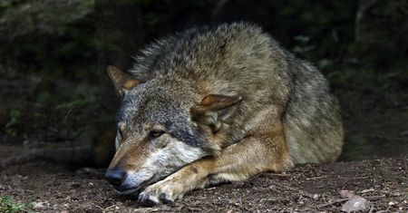 Wilki. Powinniśmy się bać wilków? Obalamy najczęstsze mity