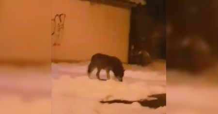 Drapieżnik między blokami w Sanoku. "Najpewniej jest to wilk"